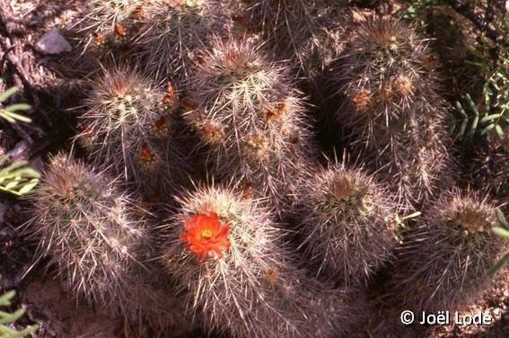 Echinocereus x roetteri ex lloydii Garfield, NM, USA JLcoll.1215